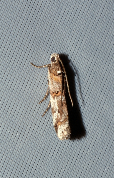 Khorassania compositella: Pyralidae